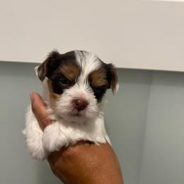 Female 3 - Chocolate, tan and white female Yorkshire Terrier puppy in Kissimmee, Florida from Bebe AKC Puppies
