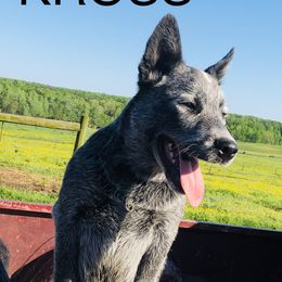 Kross - Australian Cattle Dog