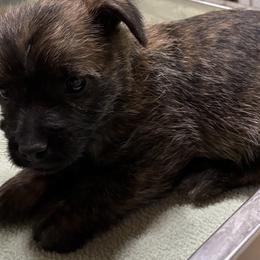 Cairn Terrier puppies from D & J SCOTTIES AND CAIRNS & Miniature Long haired Dachshunds