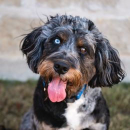 Judge - Bernedoodle
