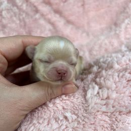 Clarke - Cream Chihuahua puppy in Michigan from Fanciful Thrills Kennel