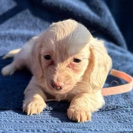 Girl 1 - Cream female Dachshund puppy in Stilwell, Oklahoma from Double Down Doxies