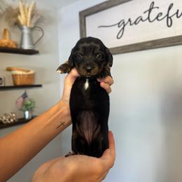 Princess - Black and cream female Dachshund puppy in Nashville, Arkansas from Dixies Dachshunds
