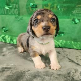 Toddy - Dapple male Dachshund puppy in Anaconda, Montana from Williams Family Dachshunds