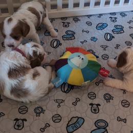 Cavapoo Puppies from Crystal Coast Cavapoodles