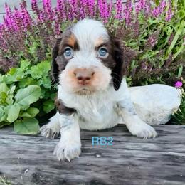 RB2 - Tri-Roan male English Springer Spaniel puppy in Britton, South Dakota from K&S Canines
