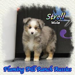 Stroll - Blue merle male Toy Australian Shepherd puppy in Forestburg, Texas from Flaming Dill Ranch Aussies