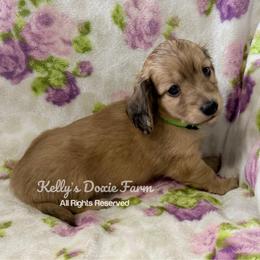 Shaded Cream Male Longhair Green Collar - Cream male Dachshund puppy in Cleveland, Tennessee from Kelly's Doxie Farm