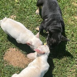 French Bulldog and Rottweiler Puppies from MBArotties_frenchies