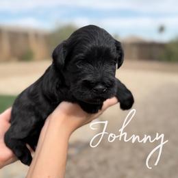 Johnny AKC - Black male Miniature Schnauzer puppy in Victorville, California from West Coast Royal Miniature Schnauzer