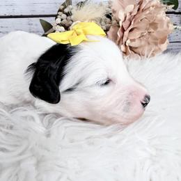 Blume - Black and white female Sheepadoodle puppy in Nixa, Missouri from Davis Family Doodles