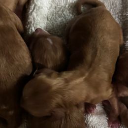 Rumi - Apricot female Cavapoo puppy in Goshen, Utah from Perfect Pawzabilities