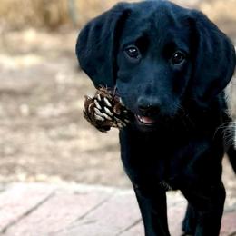 Twilight- Grey Collar - Black female Assorted Doodle Crosses puppy in Norfolk, Virginia from Móraí’s Doodles