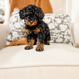 Dixie - Phantom female Bernedoodle puppy in Sharpsburg, Georgia from Steindoodles