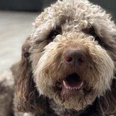 Assorted Doodle Crosses, Newfypoos, and Old English Sheepdogs from Arizona Doodle Trails