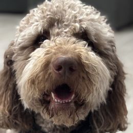 Assorted Doodle Crosses, Newfypoos, and Old English Sheepdogs from Arizona Doodle Trails