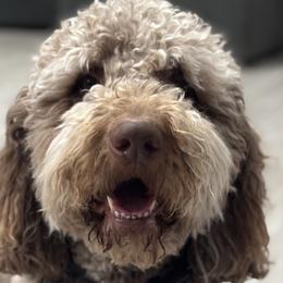 Assorted Doodle Crosses, Newfypoos, and Old English Sheepdogs from Arizona Doodle Trails
