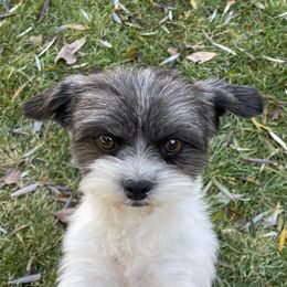 Cookie - Shihpoo