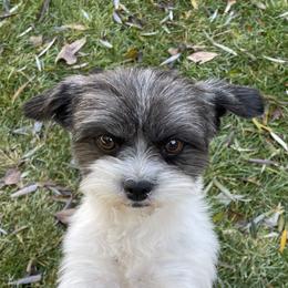 Cookie - Shihpoo