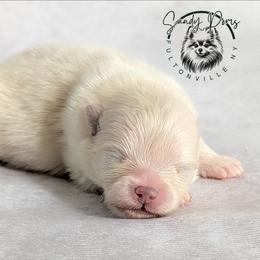Icelyn - White female Pomeranian puppy in Fultonville, New York from Sandy Aussies & Pomeranians