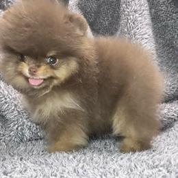 Truffles - Chocolate and tan male Pomeranian puppy in Coleman, Oklahoma from Pretty Poms