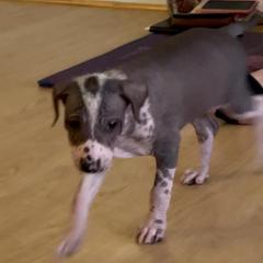 Peruvian Inca Orchid Puppies from Naked Baby’s