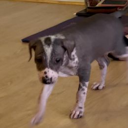 Peruvian Inca Orchid Puppies from Naked Baby’s