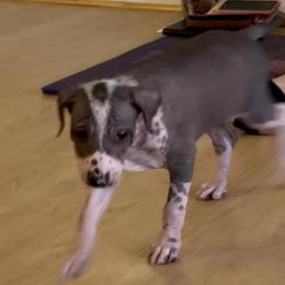 Peruvian Inca Orchid Puppies from Naked Baby’s