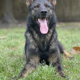 Fendi - German Shepherd