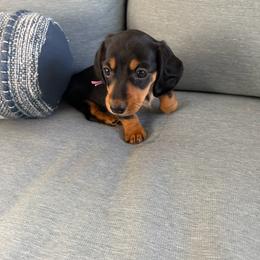 Cleo (Purple Collar) - Black and tan female Dachshund puppy in Lakeland, Florida from Cynthia’s Royal Dachshunds