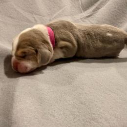 Pink collar- girl - Blue tan and white female Beagle puppy in Las Vegas, Nevada from Hound Kings