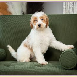 Vidia - Parti female Goldendoodle puppy in Connersville, Indiana from Deaz Doodle Ranch
