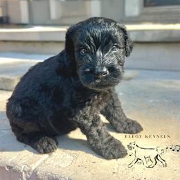 Fox face - Black female Giant Schnauzer puppy in Lithia, Florida from Elegy Kennels