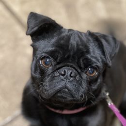 Mackenzie - Pug