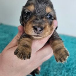 Black and tan dapple female - Dapple female Dachshund puppy in Belle Rive, Illinois from Akin's Miniature Dachshunds, LLC