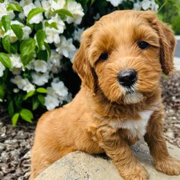 Britney Spears - Apricot Australian Labradoodle puppy in Washington from Primrose Australian Labradoodles