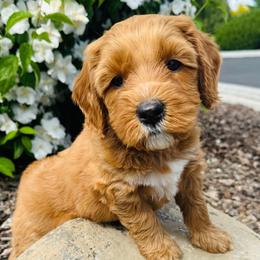 Britney Spears - Apricot Australian Labradoodle puppy in Washington from Primrose Australian Labradoodles