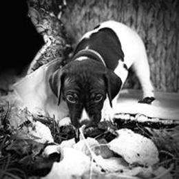 Riplee Grace - Liver and white German Shorthaired Pointer puppy in Onalaska, Washington from Boonies Farms