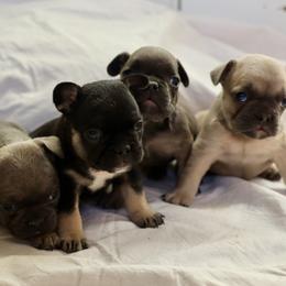 French Bulldog puppies from Little Loaf Frenchie