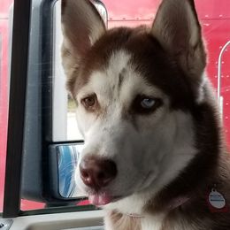 Sasha - Siberian Husky