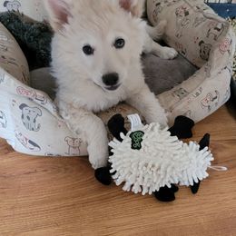 Mudi Puppies from Karinka Mudis
