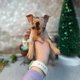Chihuahua Puppies from Fiddlefigg Chihuahuas