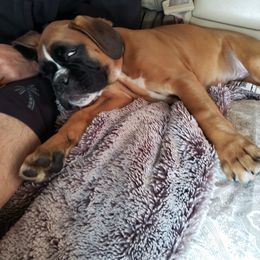 Boxer Puppies from SmashBox Kennel