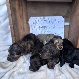 Dachshund Puppies from A Anchor Farm