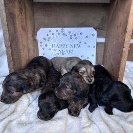 Dachshund Puppies from A Anchor Farm