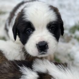 Saint Bernard Puppies from Northwoods Saint Bernards
