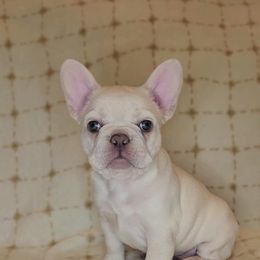 French Bulldog Puppies from HOI Frenchies