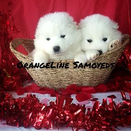 Cocker Spaniel and Samoyed Puppies from Cirkles' Cocker Spaniels
