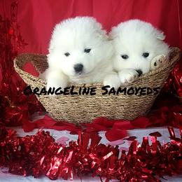 Cocker Spaniel and Samoyed Puppies from Cirkles' Cocker Spaniels
