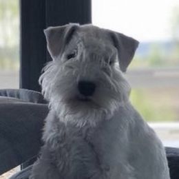 Yuki - Miniature Schnauzer